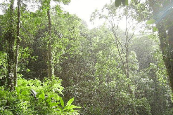By nature, plants have various means of defence against pest and diseases