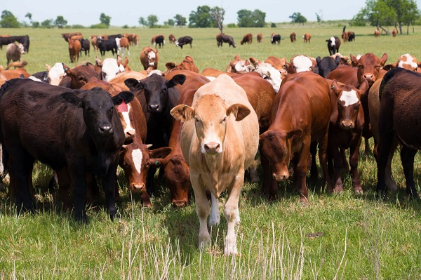 176 Cattle missing at Wawase Ranch; Owners allege