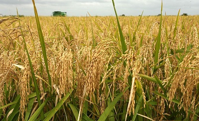 Involve us in resolving rice glut - Farmers cry out