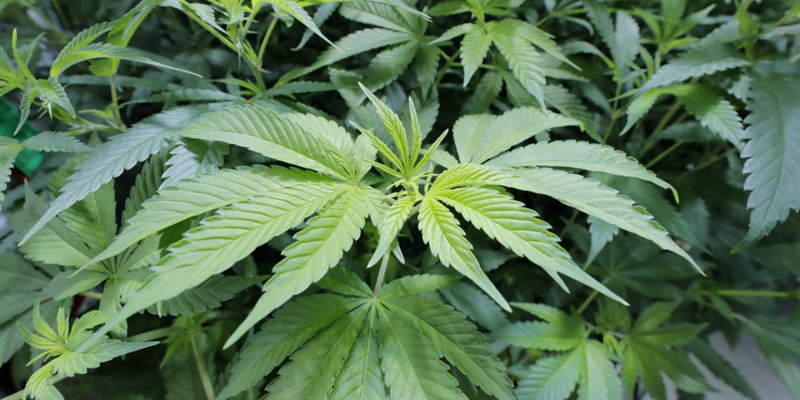 Zambia legalises Marijuana growth for exports and medical purposes only