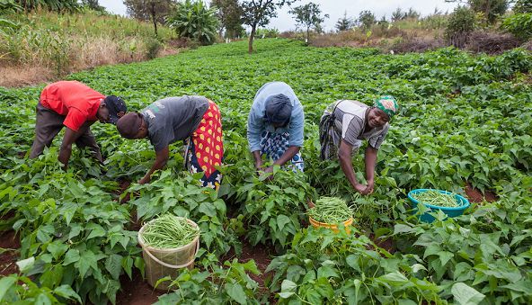 ‘Adopt holistic approach to  improve food production in Africa’      