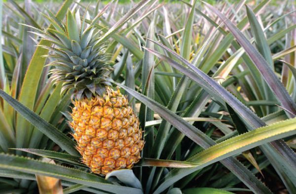 Ekumfi Pineapple farmers appeal for more extension officers