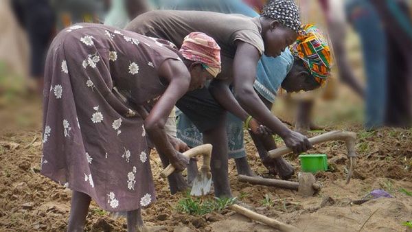 The woman factor in the economy, especially in agriculture