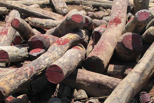 Clash over Rosewood harvesting leaves two dead
