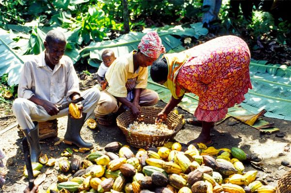 advised to cocoa farmers