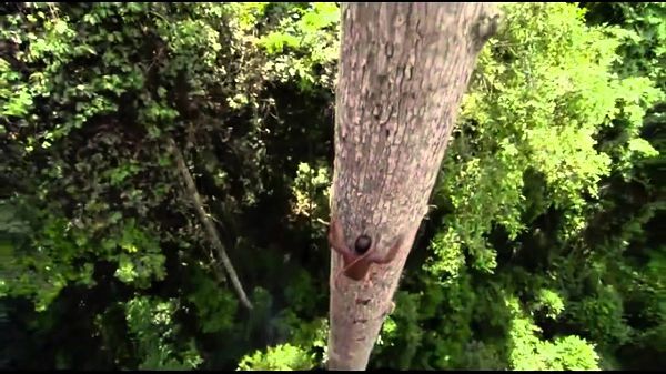Herman Hesse’s Trees