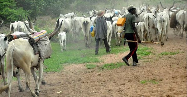 There is the need for a master plan for reforms in cattle rearing