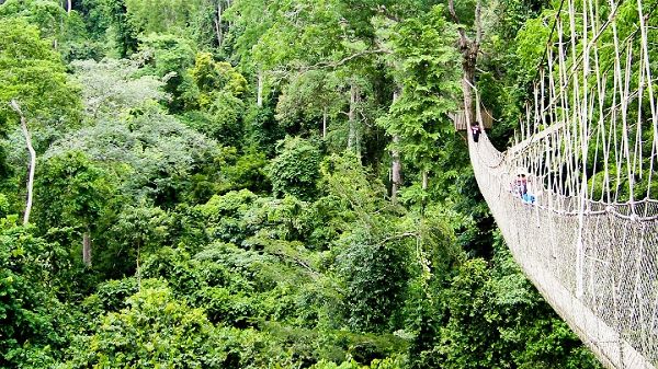 Each tree is distinct in its own way, even though they collectively make up the forest