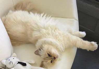 Designer's cat set to inherit $200m fortune