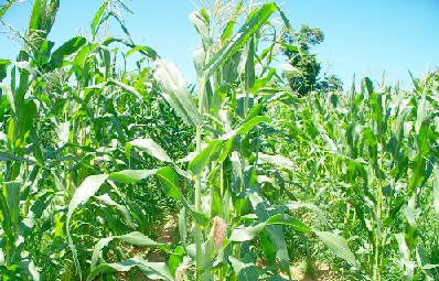 Time to invest in agriculture