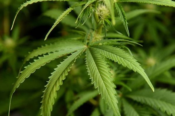 Does smoking cannabis affect your fertility?