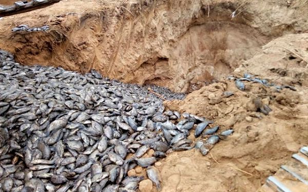 Were invesitigations into the fish- kill conclusive?