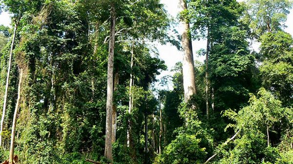 Exclude Atewa Forest from bauxite deal 