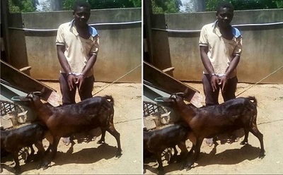 Kennedy Kambani, 21, pictured with the goat, that he allegedly has sexual intercourse with