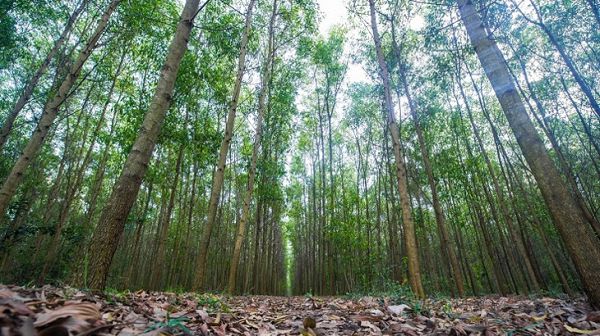 Afforestation programme needs the push