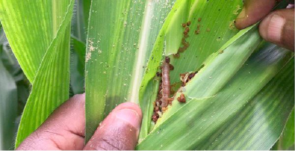  Fall Army Worms resurface in North East Region
