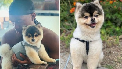 Daniel Sturridge's dog was taken from a West Hollywood house