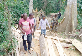 • Officials inspecting the extent of damage caused by the illegal chainsaw operators