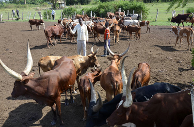 Mr James Babinge, a farmer tends to his cows at Kabasala village, Nabukalu Sub-county, Bugiri District recently. Government has announced plans to register all farmers and their cows for traceability of their products and to enable them benefit from the international market. PHOTO BY TAUSI NAKATO. 