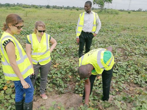 Mr Felix Yao Kamassah (right) uprooting some sweet potato from the farm. With him are Mrs Ines Bastos (left) and other officials from MTG