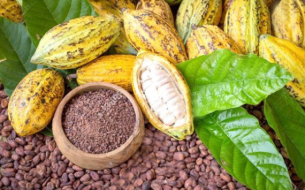 Akufo-Addo on why cocoa producer price increased by 28% to GH¢660 per bag