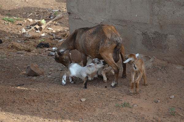 Ga West Municipal Assembly auctions 4 "arrested" goats for GH₵665