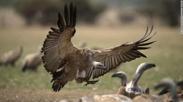 A cape vulture spreads its wings as it flies low at the VulPro Vulture Rehabilitation Centre in South Africa on September 15, 2015