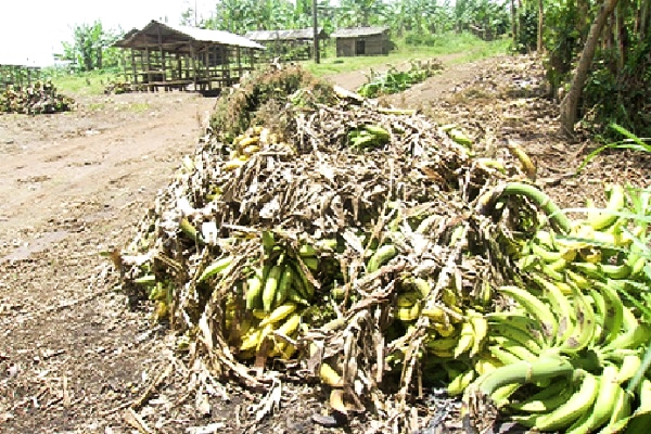 Experts say efforts to address post-harvest losses must consider the entire value chain. 