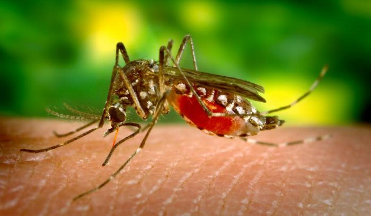 ECG's 'light off' killed anti-malaria initiative by Atomic Energy Commission