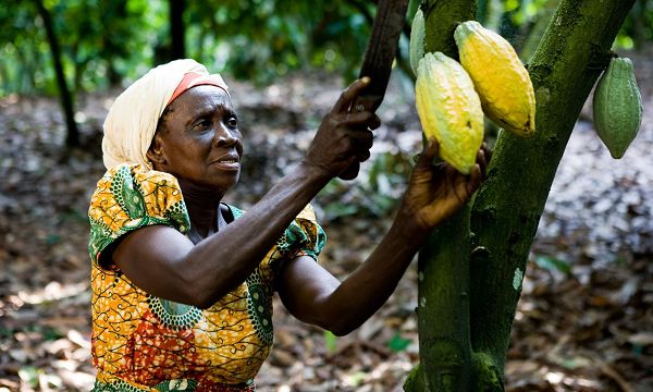 Minority wants government to  come clean on cocoa prices