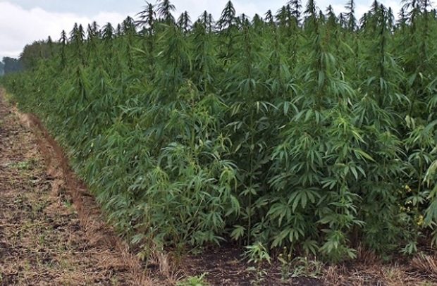 No middlemen in Ghana’s cannabis licence process, says NACOC