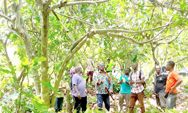 Mr Opoku demonstrating how the pruning is done in one of the cocoa farm. With him is Dr Nii Tackie-Otoo (left) Deputy Director of CHED.