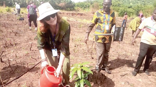 Ms Suzanne Frindt watering a seedling on a mango plantation at Akode