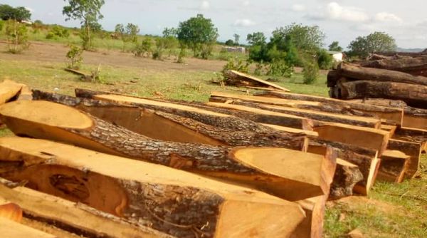 Rosewood in the Kalakpa Reserve of Abutia in the Volta Region