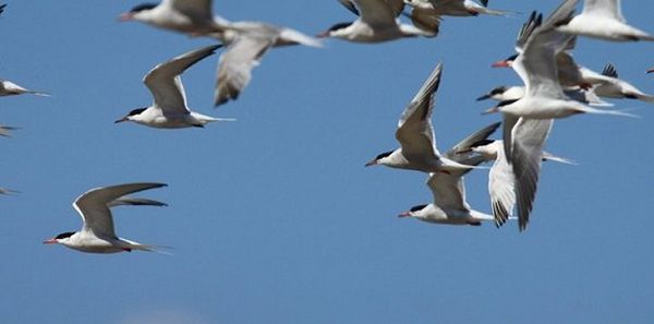  Plastics are killing migratory birds — Wildlife Society