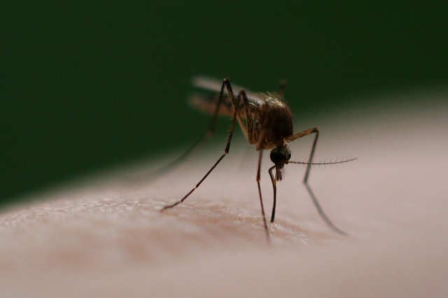 Algeria declared malaria-free