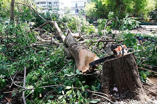 Group petitions President over felling of trees, plants at Parks &amp; Gardens