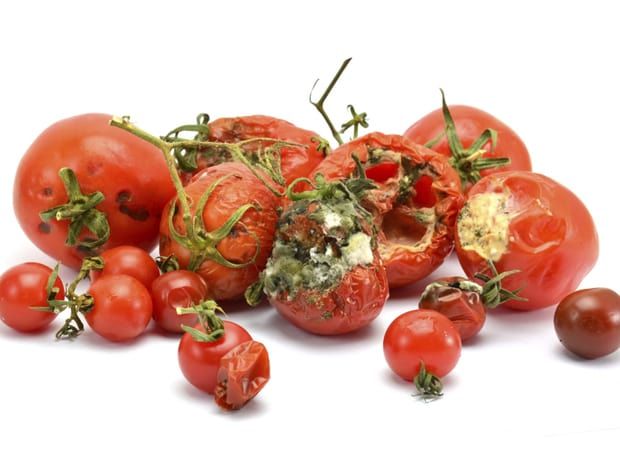 Rotten tomatoes is poisonous -Experts caution - Graphic Online