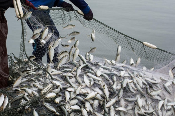 Overfishing leads to depletion. Stop it!