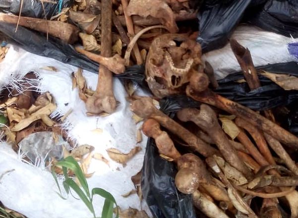 Sacks containing human skeletons discovered at Larteh