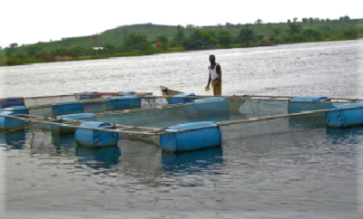 Actors in the aquaculture sector are making strides for sustainability