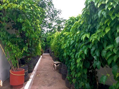 Rows of yams growing in tyres and potted plants