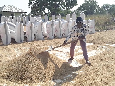 A farmer gathering some of the rice dried on the farm