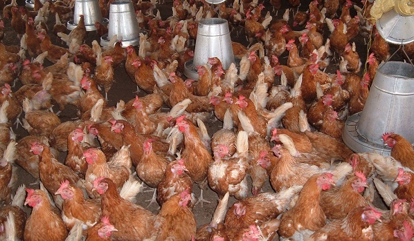 Public urged to consume locally produced poultry 