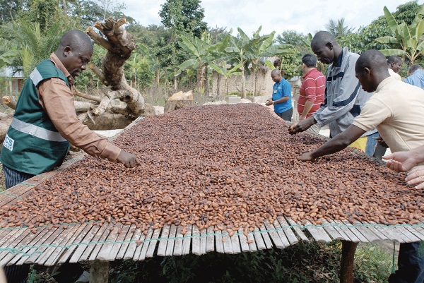 Cocoa farmers to earn 21% more for produce