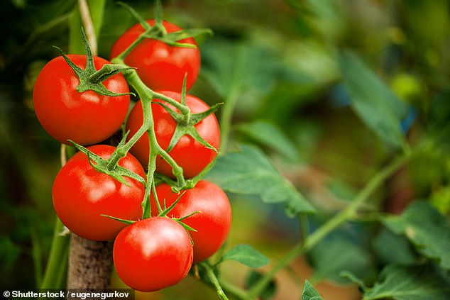 Eating tomatoes could boost sperm quality by up to 50%, claim researchers