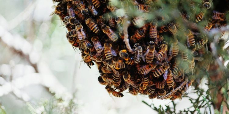 Two arrested for allegedly causing bees to disrupt Ghana Card registration
