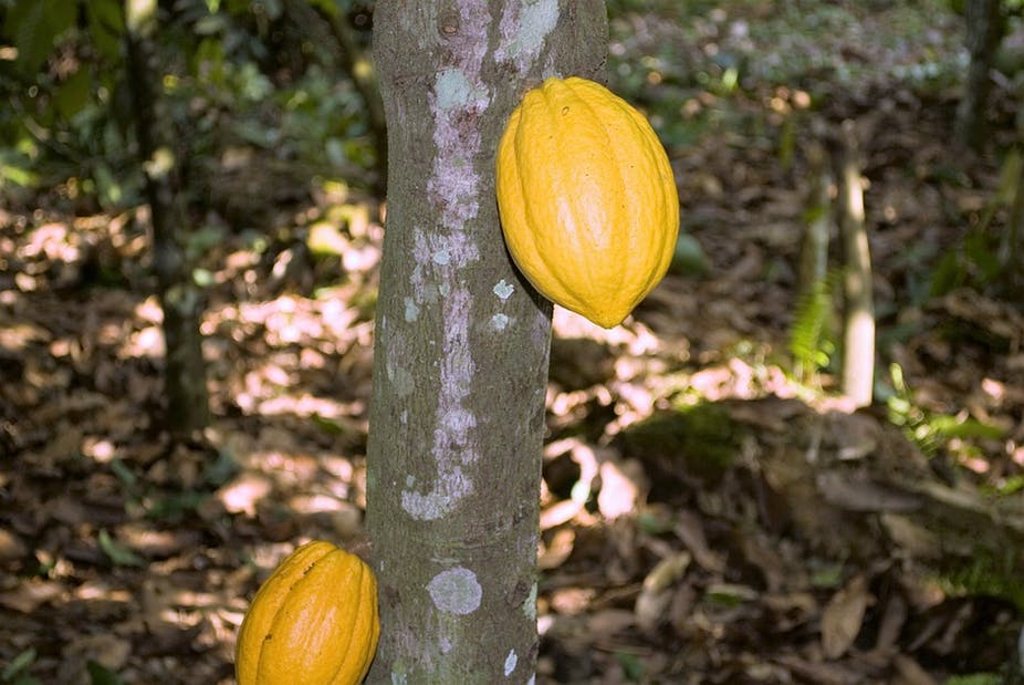 Cocoa production is an important cog in Ghana’s economy. Wikimedia Commons