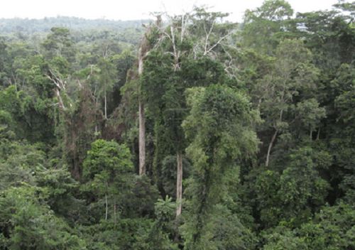 Ghana has less than 20% real forest - Expert