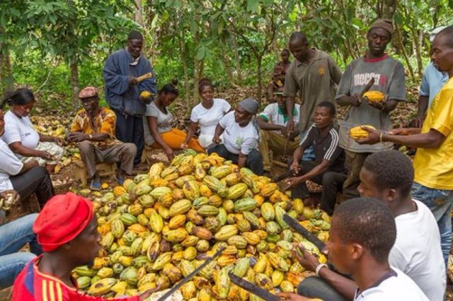 Windfall at 2020/21 cocoa sale: Ghana bags extra $40m